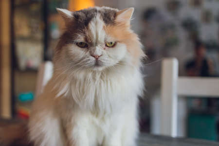 Adorable tabby cat sitting on kitchen floor staring at camera.の写真素材