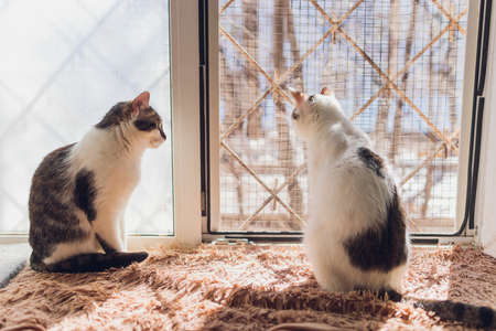 many cats are sitting on a table in the house of an elderly woman.の写真素材