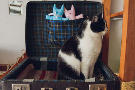 Cat playing ball. Scottish silver breed. Girl playing with a cat.