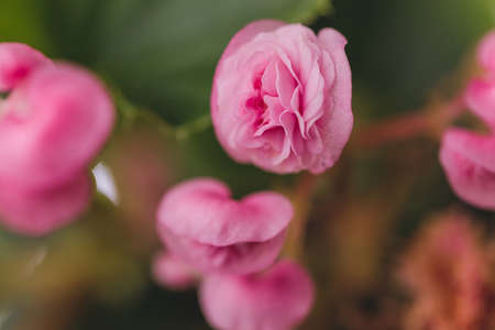 Edible flowers and microgreens begonia close-up macro.の写真素材