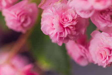 Edible flowers and microgreens begonia close-up macro.の写真素材