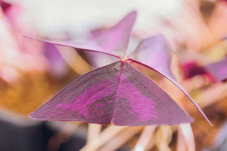 fresh edible microgreens and flowers oxalis close-up.の写真素材