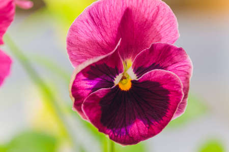 Viola edible microgreens, vegetarian raw healthy food.