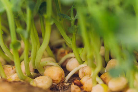 Fresh micro greens closeup. Growing sunflower sprouts for healthy salad. Eating right, stay young...
