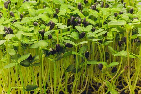 Fresh micro greens closeup. Growing sunflower sprouts for healthy salad. Eating right, stay young and modern restaurant cuisine concept.の写真素材