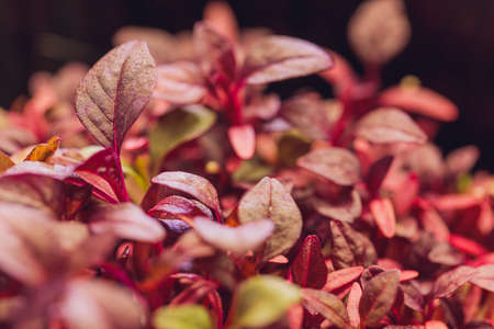 Red amaranth microgreens grown indoors in soil.