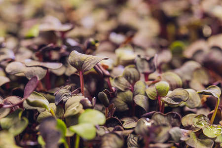 Close-up of radish microgreens growing in tray.の写真素材