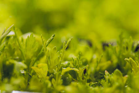 Mizuna microgreen japanese mustard on a blurred background. Selective focus. Top view.