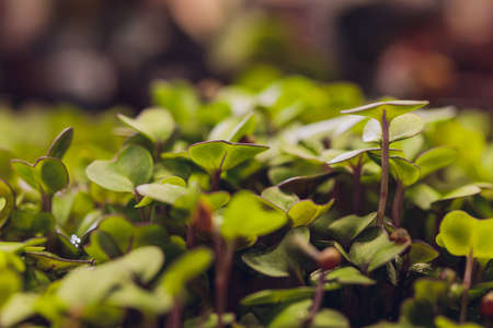 microgreen field, Group of green and purple sprouts growing out from soil, baby vegetables in sunshine.の写真素材