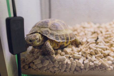 cumberland slider turtle in closeup sitting on a stone, tropical reptile pet from America.の写真素材