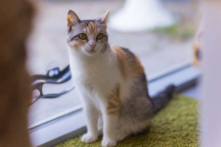 Grey tabby cat sitting on fluffy rug near window.