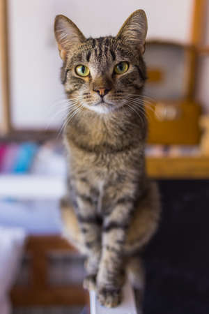 Cute cat sitting on white chair in the room, close up.