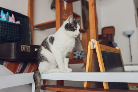 Beautiful pet cat sitting on table at home looking at camera. Relaxing fluffy hairy striped domestic animal with green eyes. Adorable furry kitten feline friend indoors.の写真素材