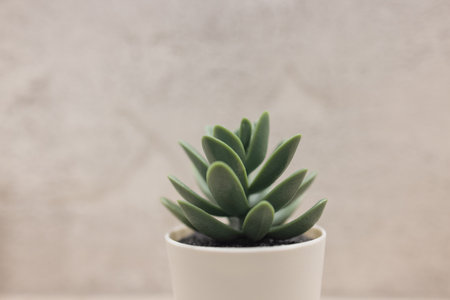 Artificial grass in the pot for interior decoration.の写真素材