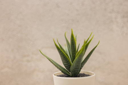 Artificial grass in the pot for interior decoration.の写真素材