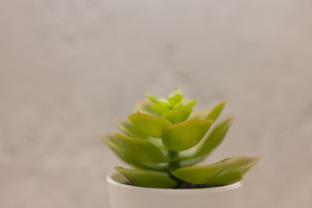 Artificial grass in the pot for interior decoration.の写真素材