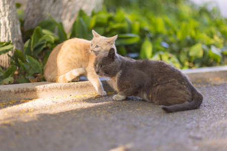 the cat and the cat near an abandoned house.