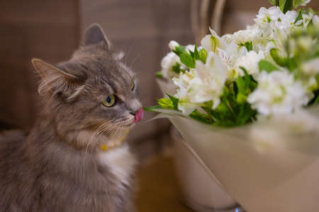 Cat sniffs a bouquet of fresh spring flowers with ranunculus at home. Cosy and tender postcard.の写真素材