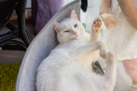 cat laying in wall glass mounted bed at home.の写真素材