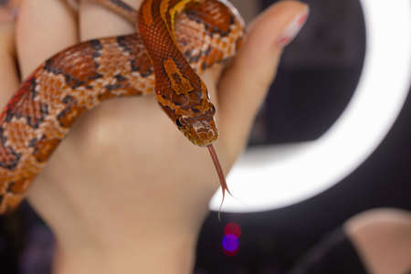 Subadult Western Hognose held in adult womans hand.
