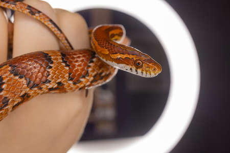 Subadult Western Hognose held in adult womans hand.