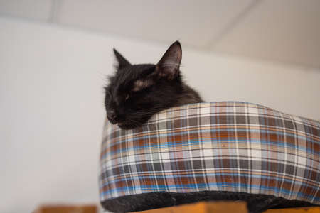 cute gray white cat in a pet house.の写真素材
