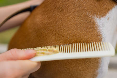 combing her dog Basenji, care for dog hair.の写真素材