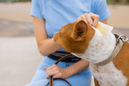 combing her dog Basenji, care for dog hair.の写真素材