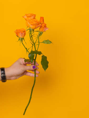 Close-up colorful spring bouquet with many different flowers jelly.の写真素材