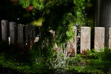 Pine branches near a hot conifer in a water of hot tube spa.の写真素材