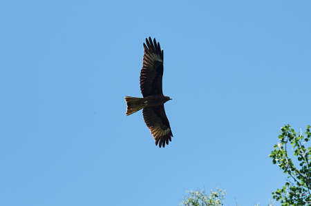 Silhouette Steppe eagle flying under the bright sun and cloudy sky in summer.