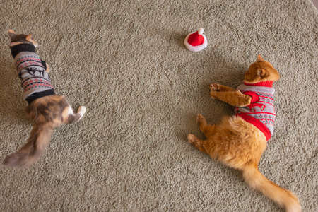 Cute cat in Santa Claus hat against blurred Christmas lights.の写真素材