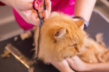 Cat grooming in pet beauty salon. The wizard uses the scissors for trimming tail.の写真素材