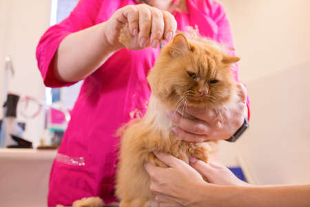 Cat grooming in pet beauty salon. The wizard uses the scissors for trimming tail.の写真素材