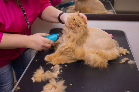 Grooming cat with tool for shedding hair. medicine, pet, animals, health care and people concept.の写真素材