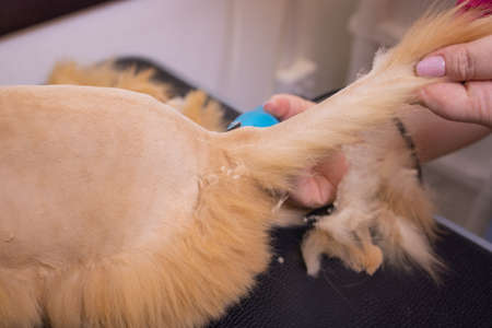 Grooming cat with tool for shedding hair. medicine, pet, animals, health care and people concept.の写真素材