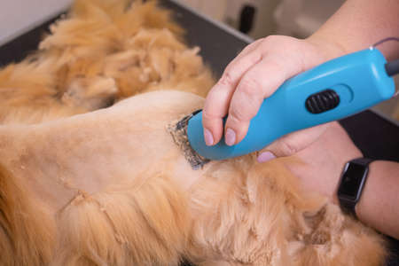 Grooming cat with tool for shedding hair. medicine, pet, animals, health care and people concept.の写真素材