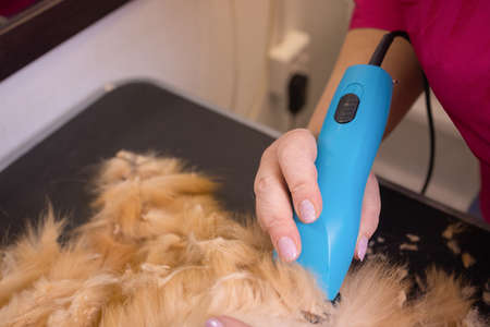 Grooming cat with tool for shedding hair. medicine, pet, animals, health care and people concept.