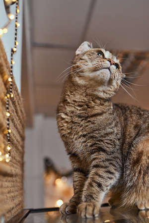 Christmas cat. Portrait striped kitten with Christmas lights garland on festive red background.の写真素材