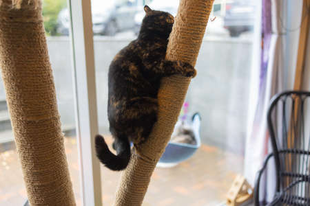 Domestic Cat using Scratching Post - Overhead, Landscape claw.の写真素材