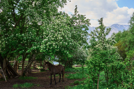 portrait of a chestnut horse in a summer field.の写真素材