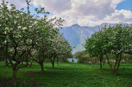 Apple trees A number of apple trees with ripening apples.の写真素材