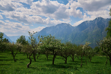 Apple trees A number of apple trees with ripening apples.