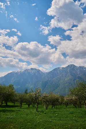 Apple trees A number of apple trees with ripening apples.の写真素材
