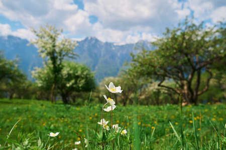 Apple trees A number of apple trees with ripening apples.の写真素材