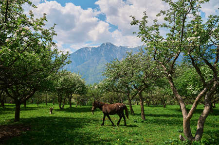 portrait of a chestnut horse in a summer field.の写真素材