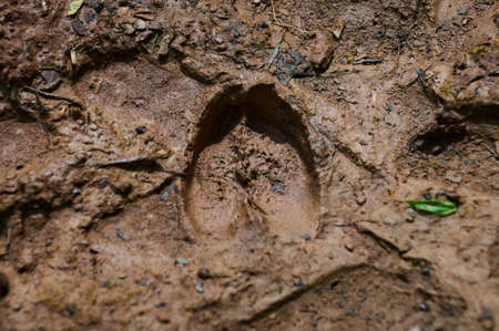 Animal footprint. hedgehog footprint in the sand in the forest, close up, detailed.の写真素材