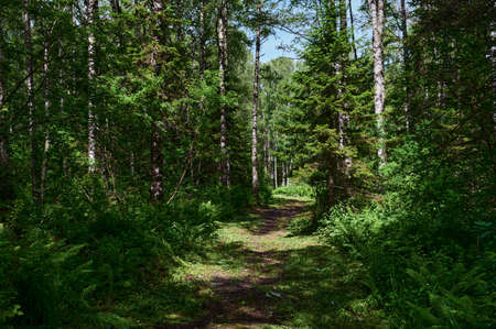 Beautiful forest in spring with bright sun shining through the trees.の写真素材