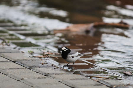 Selective focus photo. White wagtail bird. Motacilla alba.の写真素材