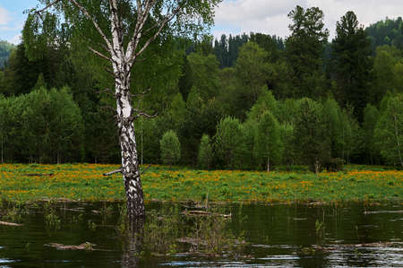 panorama of autumn forest on the river Bank in the Urals, Russia.の写真素材